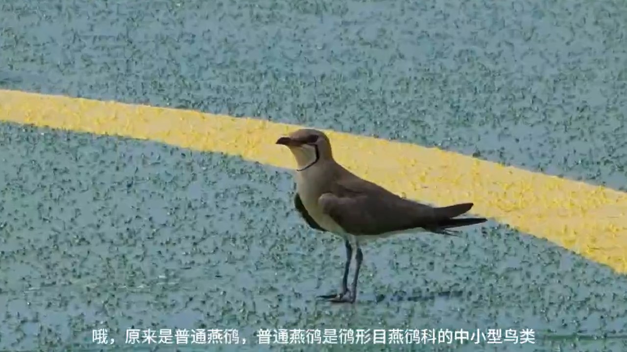 海上科普短视频系列：燕鸻