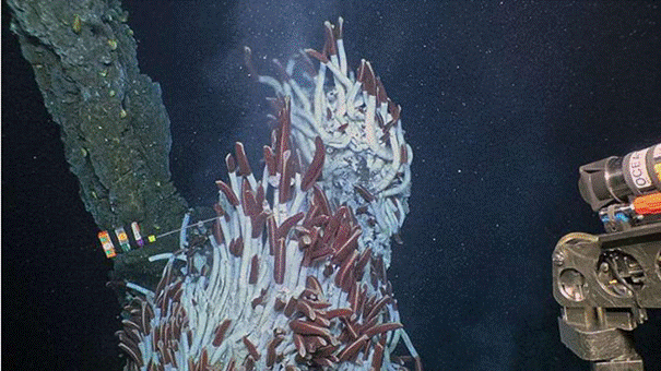 【信息】海洋科技动态